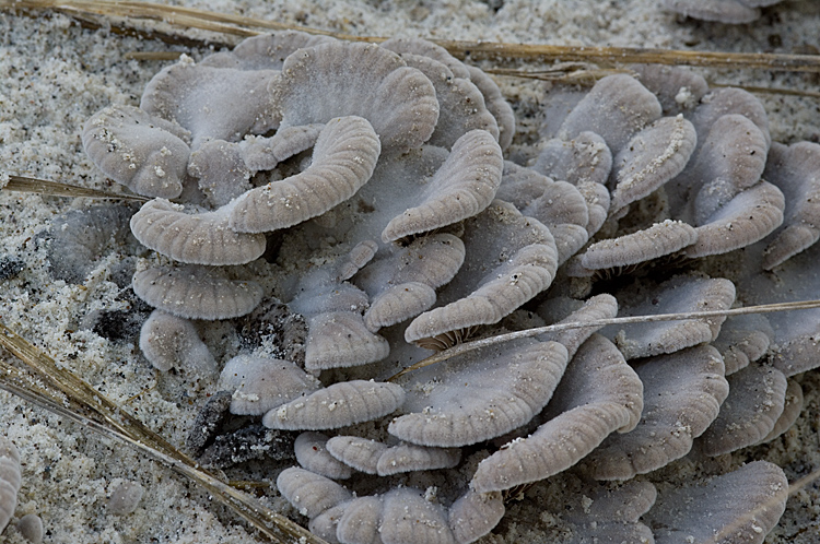 Aphyllophorales su...sabbia!! (Schizophyllum commune)