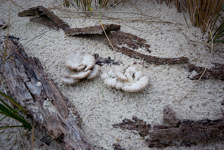 Aphyllophorales su...sabbia!! (Schizophyllum commune)