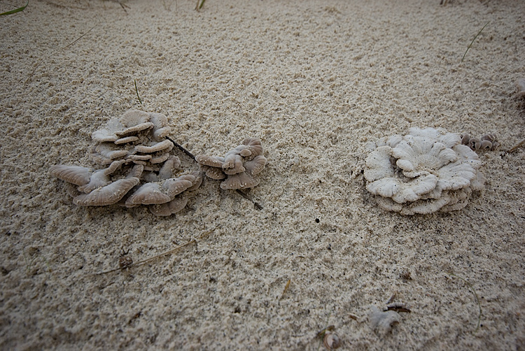 Aphyllophorales su...sabbia!! (Schizophyllum commune)