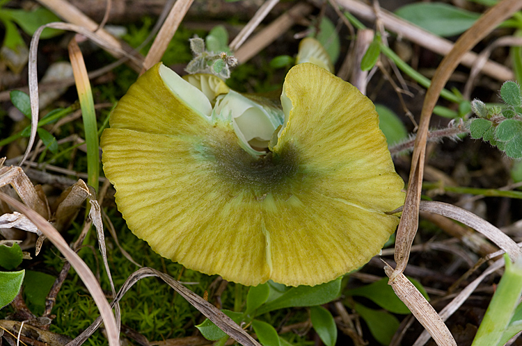 Entoloma?