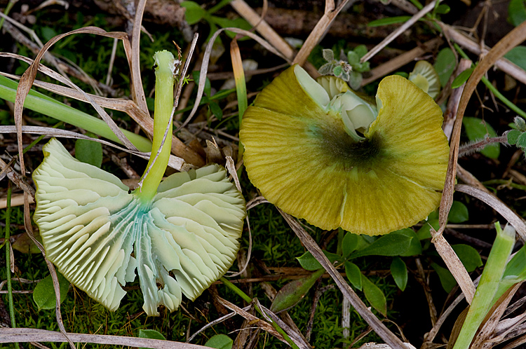 Entoloma?
