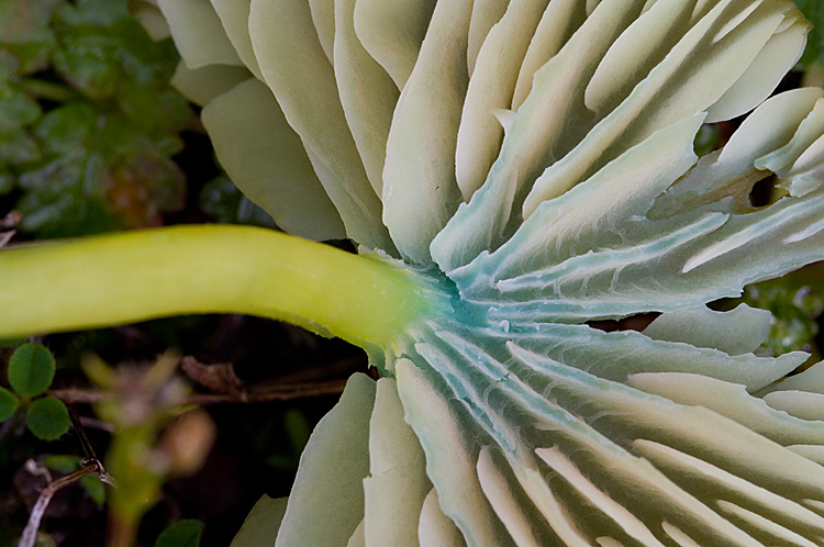 Entoloma?
