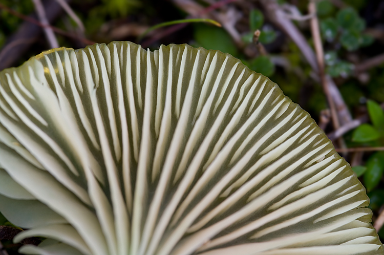 Entoloma?