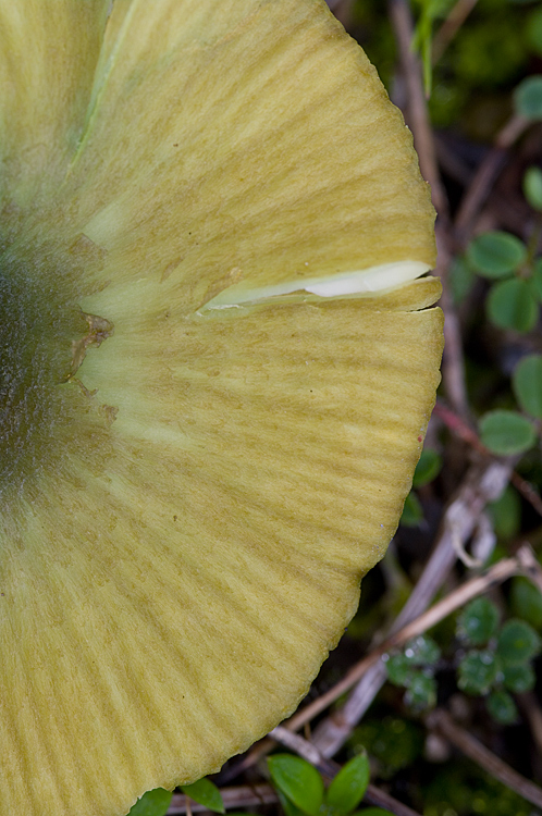 Entoloma?