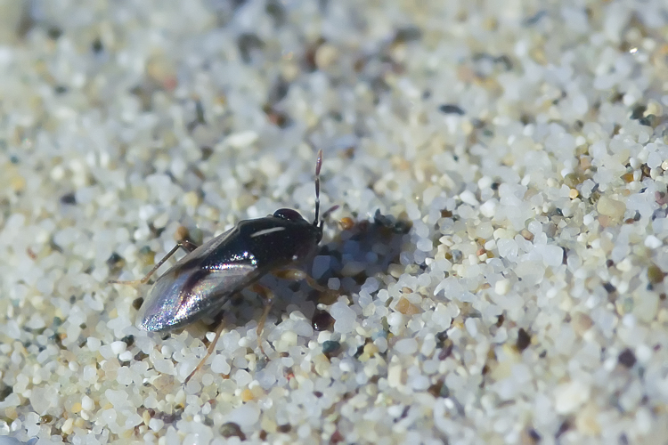 Lygaeidae:  Geocoris lineola