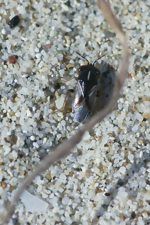 Lygaeidae:  Geocoris lineola
