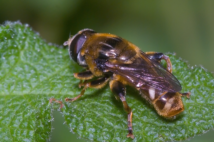 Merodon cf. avidus  (Syrphidae)