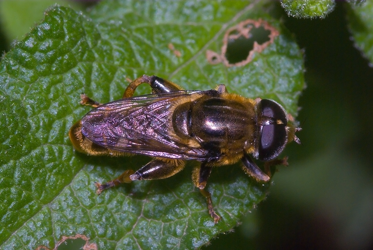 Merodon cf. avidus  (Syrphidae)