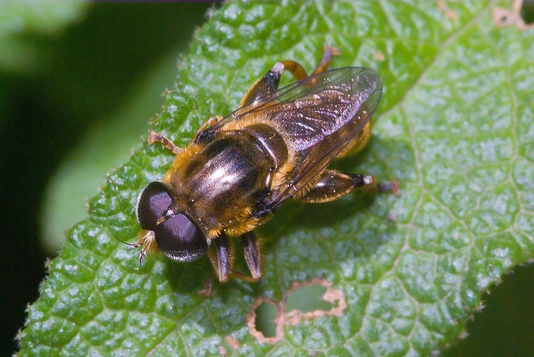 Merodon cf. avidus  (Syrphidae)