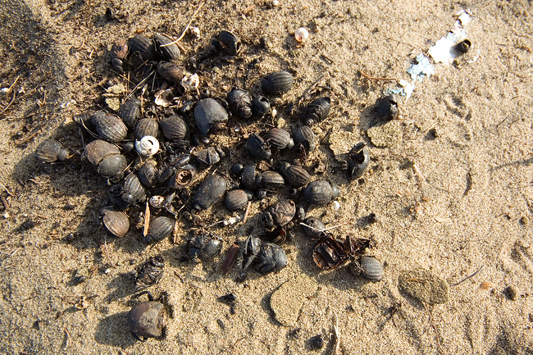 Bottled beetles