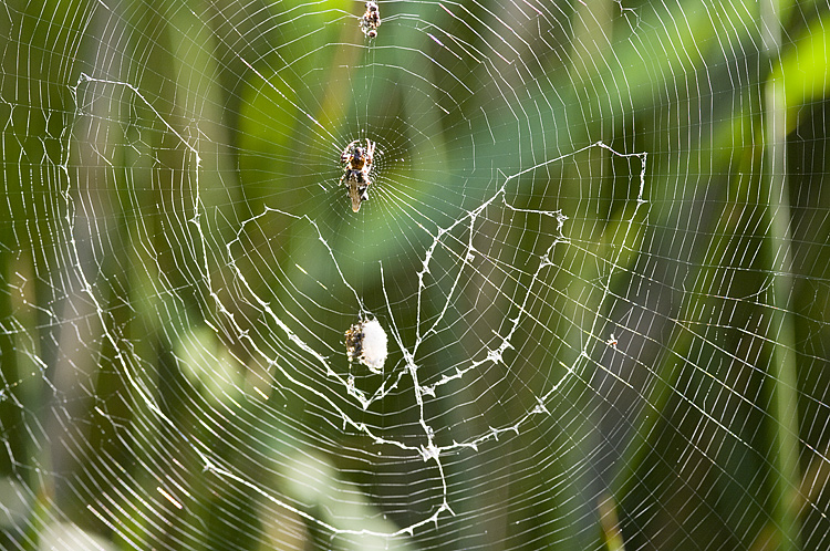 Cyclosa insulana