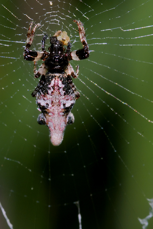 Cyclosa insulana