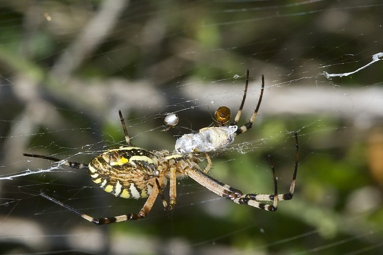 Argyrodes sp.