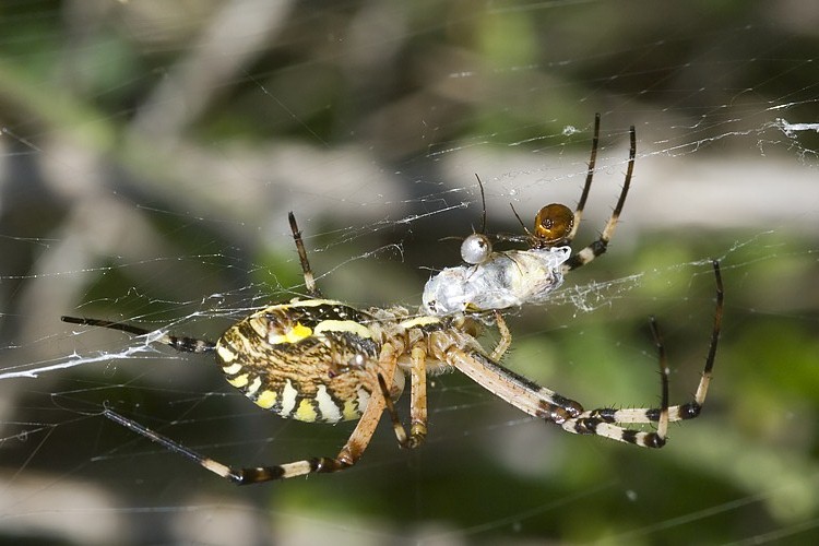 Argyrodes sp.