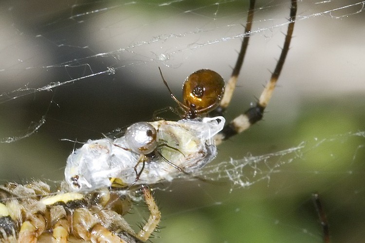 Argyrodes sp.
