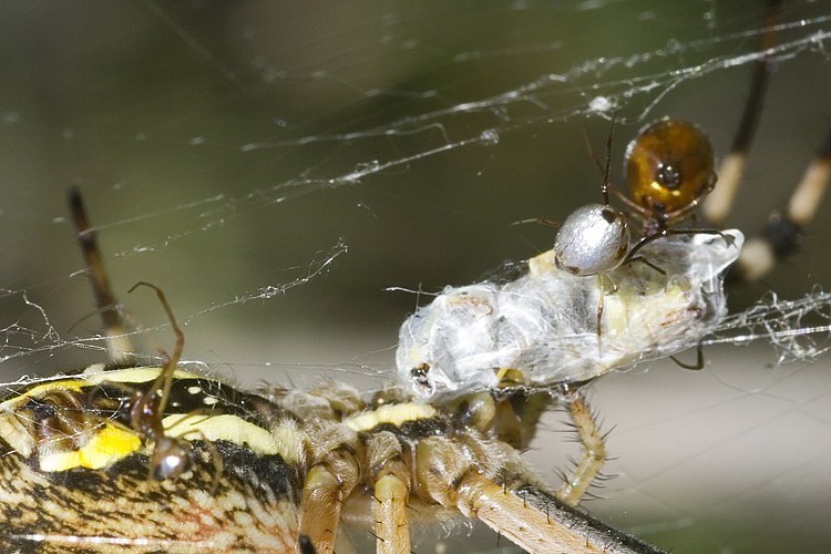 Argyrodes sp.
