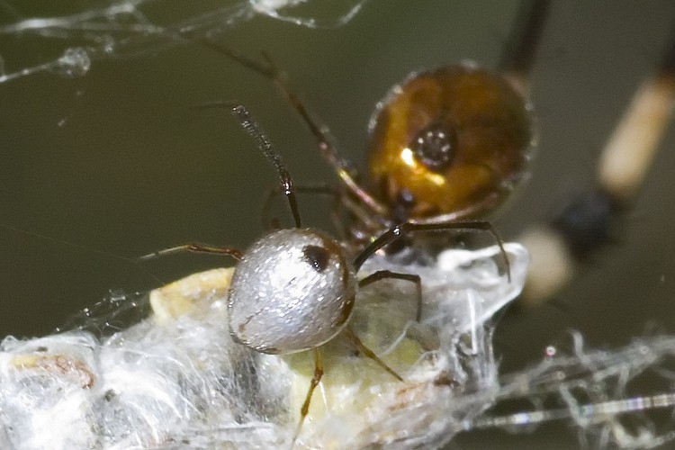 Argyrodes sp.