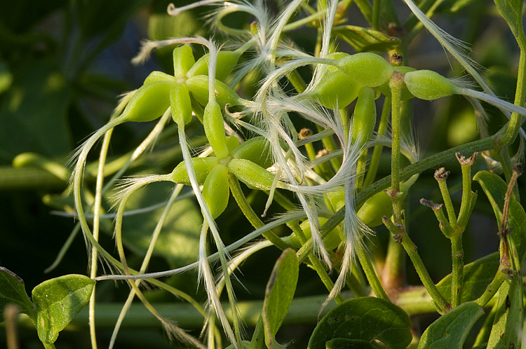Clematis flammula / Vitalba fiammella