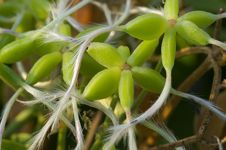 Clematis flammula / Vitalba fiammella