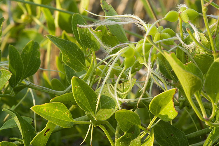 Clematis flammula / Vitalba fiammella