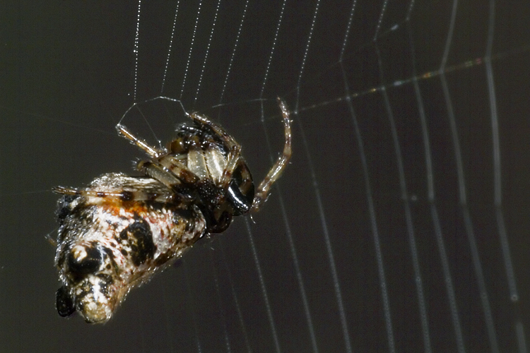 Cyclosa insulana