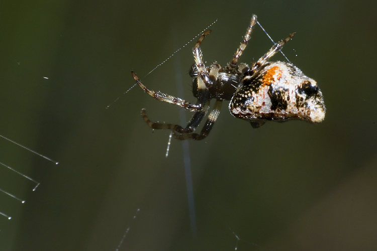 Cyclosa insulana