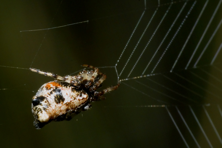 Cyclosa insulana