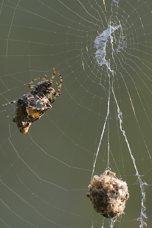 Cyclosa insulana