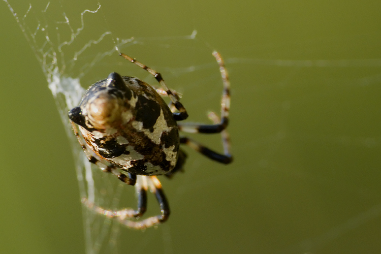 Cyclosa insulana