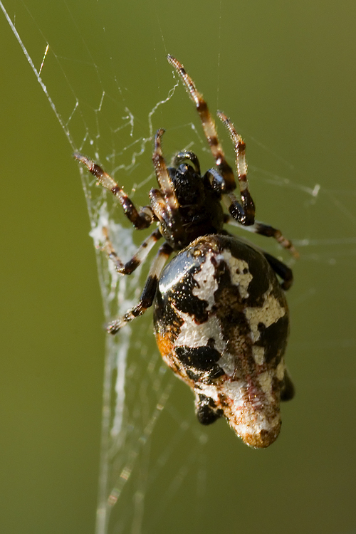 Cyclosa insulana