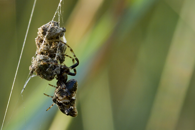 Cyclosa insulana