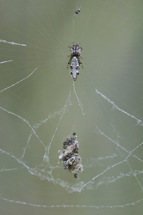 Cyclosa insulana