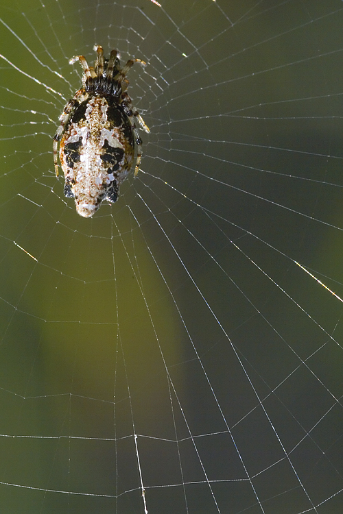 Cyclosa insulana