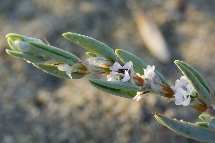 Polygonum maritimum / Poligono marittimo