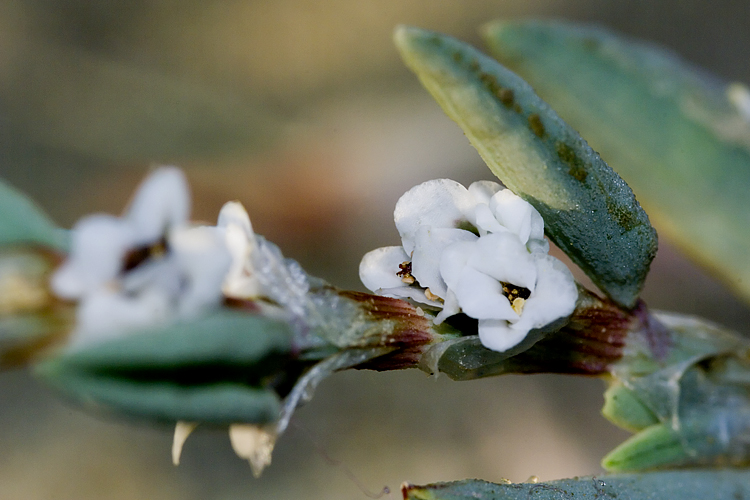 Polygonum maritimum / Poligono marittimo