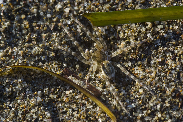 Arctosa sp.