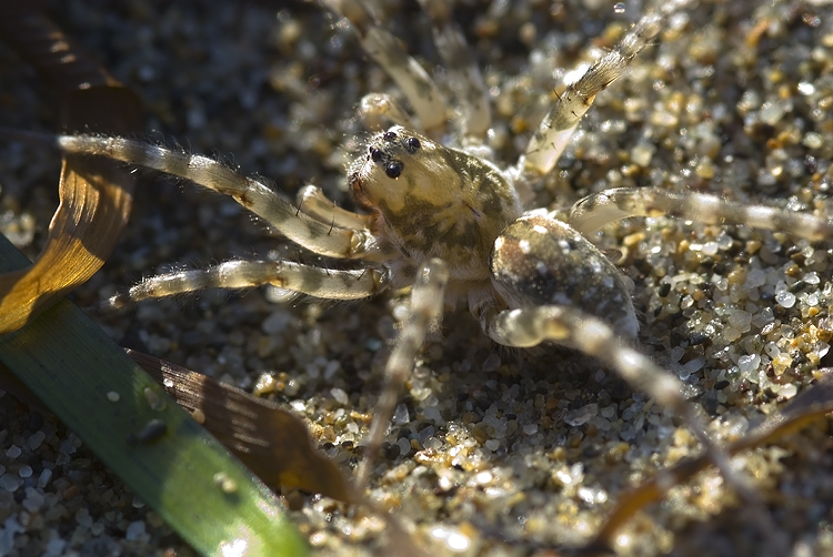 Arctosa sp.