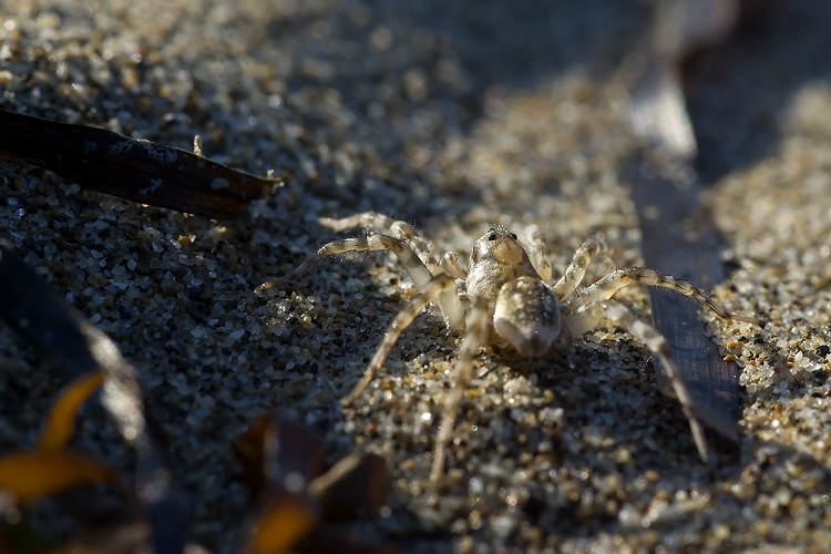 Arctosa sp.