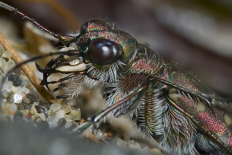 Cylindera trisignata