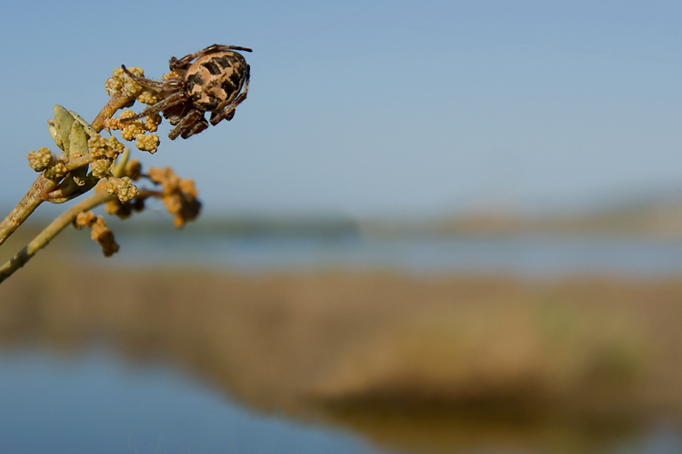 Il ragno di palude: Larinioides sp.