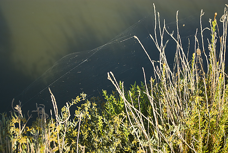 Il ragno di palude: Larinioides sp.