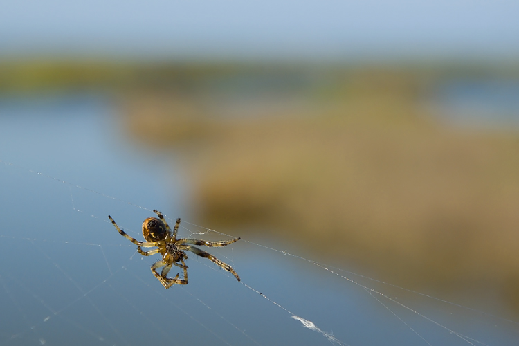 Il ragno di palude: Larinioides sp.