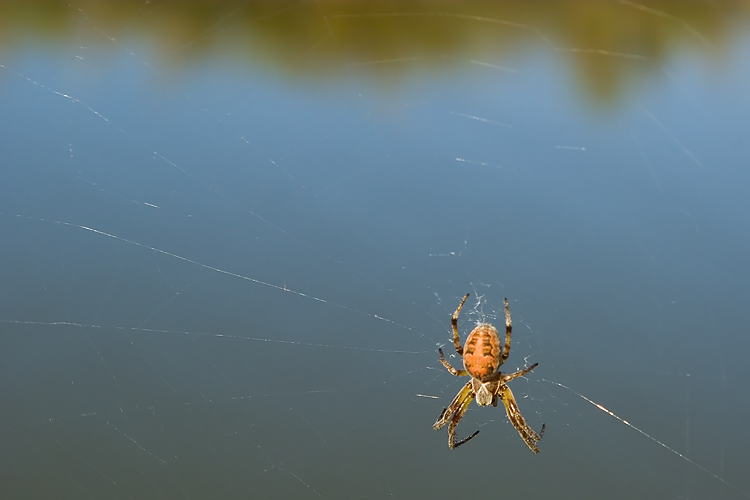 Il ragno di palude: Larinioides sp.