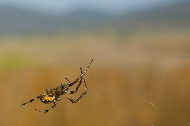 Il ragno di palude: Larinioides sp.