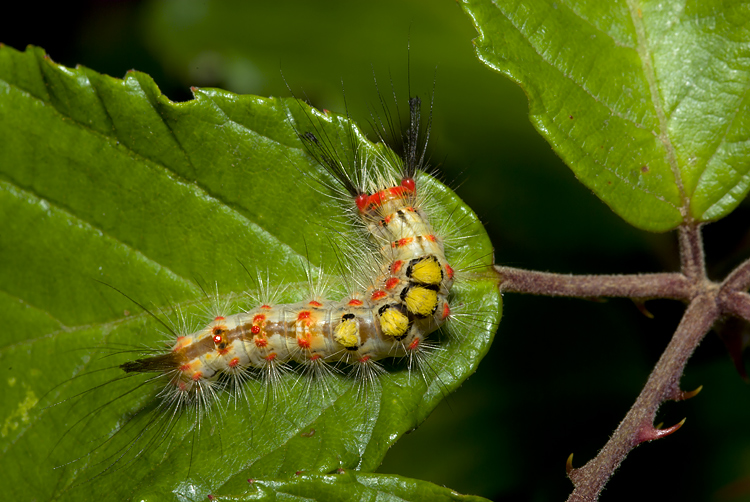 Bruco di Orgyia (Lymantridae) ?