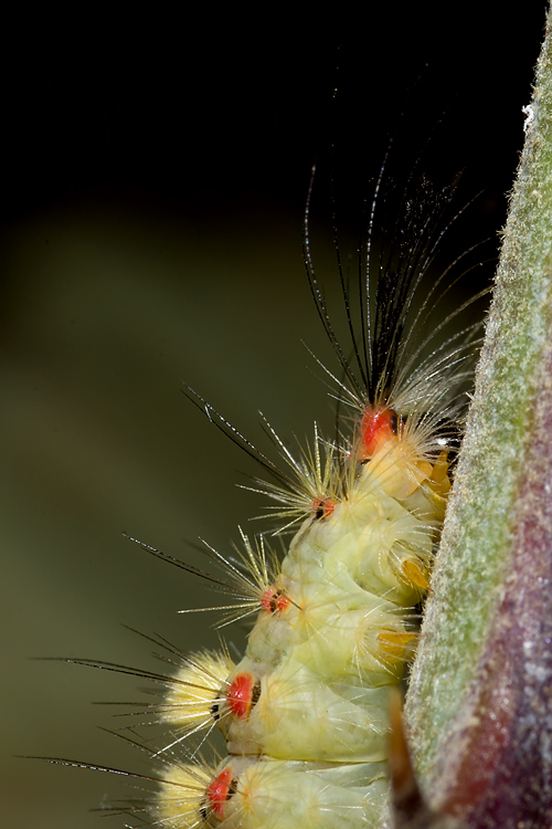 Bruco di Orgyia (Lymantridae) ?