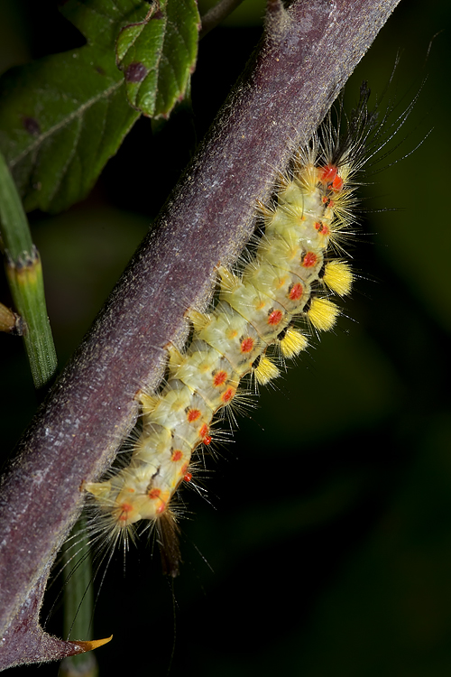 Bruco di Orgyia (Lymantridae) ?