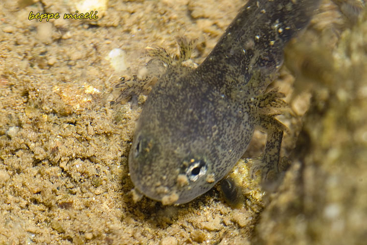 Maremma grossetana: larve di Salamandrina perspicillata