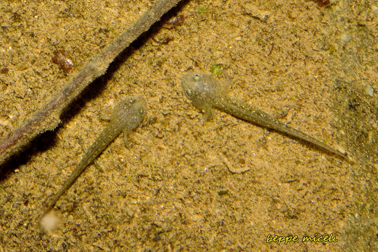 Maremma grossetana: larve di Salamandrina perspicillata
