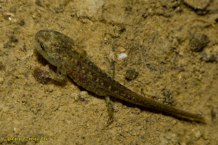 Maremma grossetana: larve di Salamandrina perspicillata